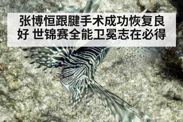 张博恒跟腱手术成功恢复良好 世锦赛全能卫冕志在必得